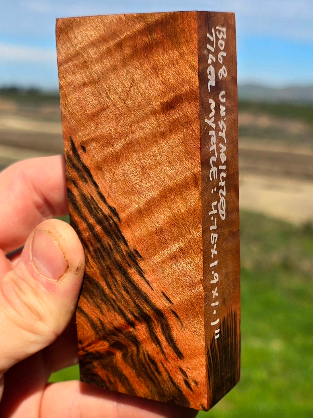 Tasmanian Tiger Myrtle blank