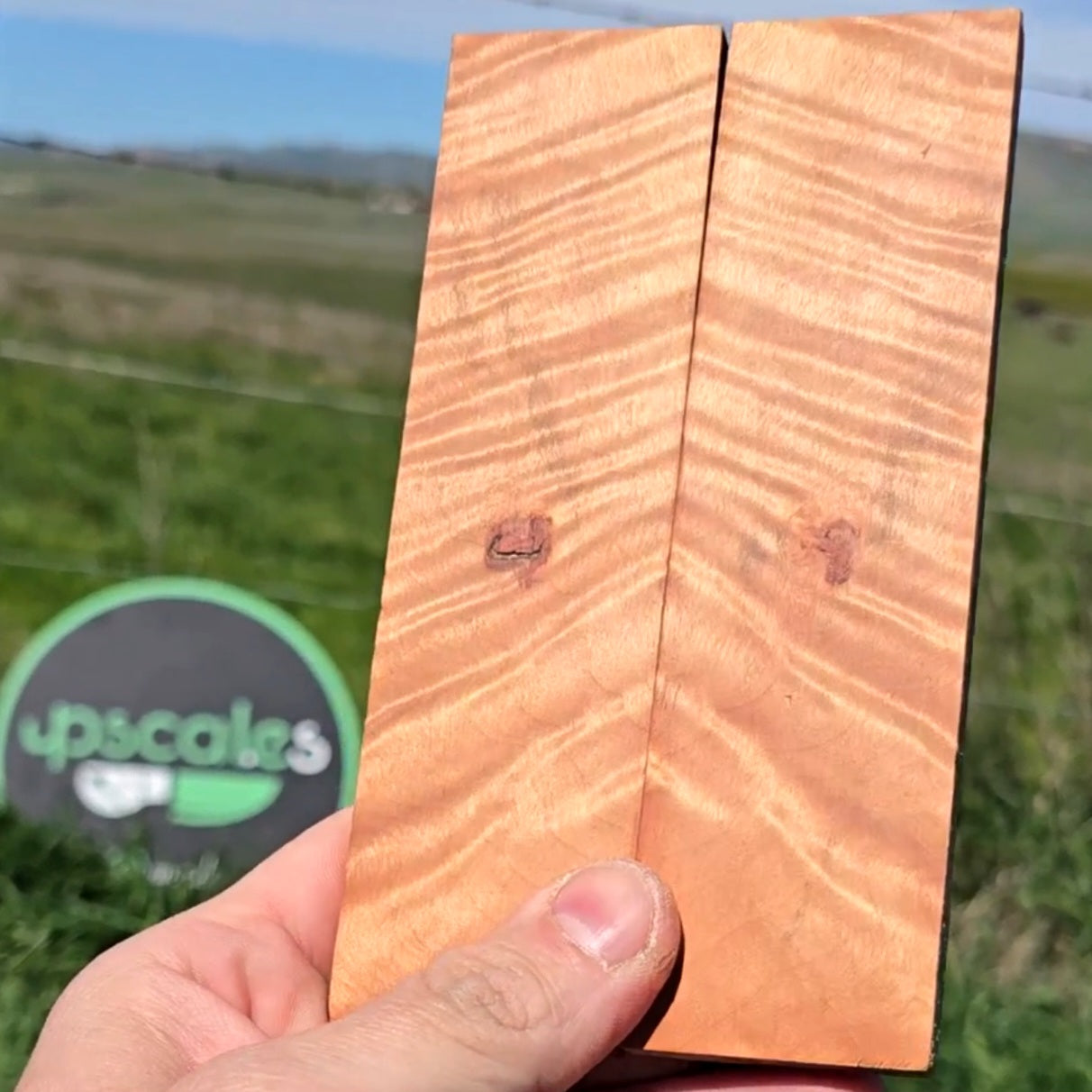Australian curly Myrtle scales