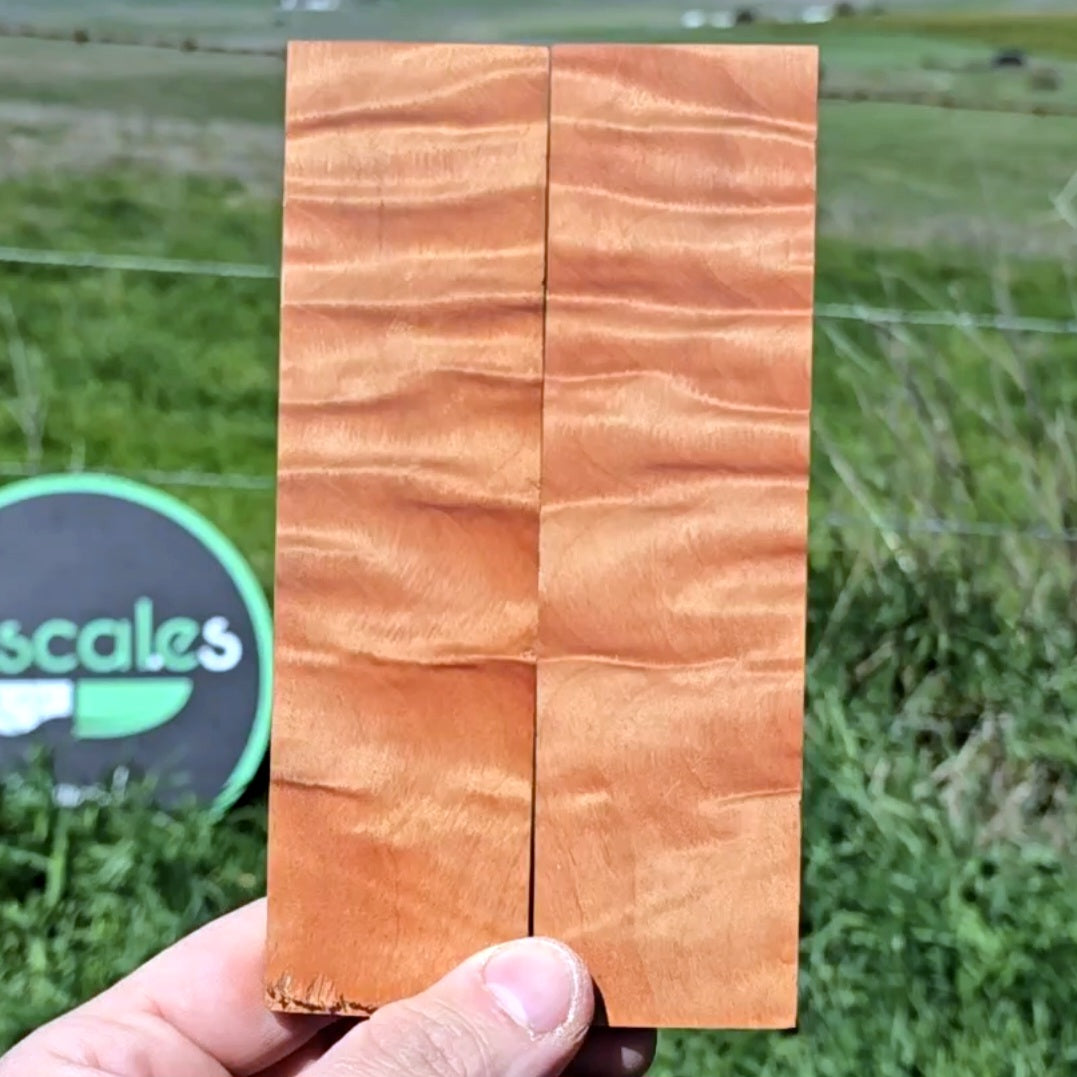 Australian curly Myrtle scales