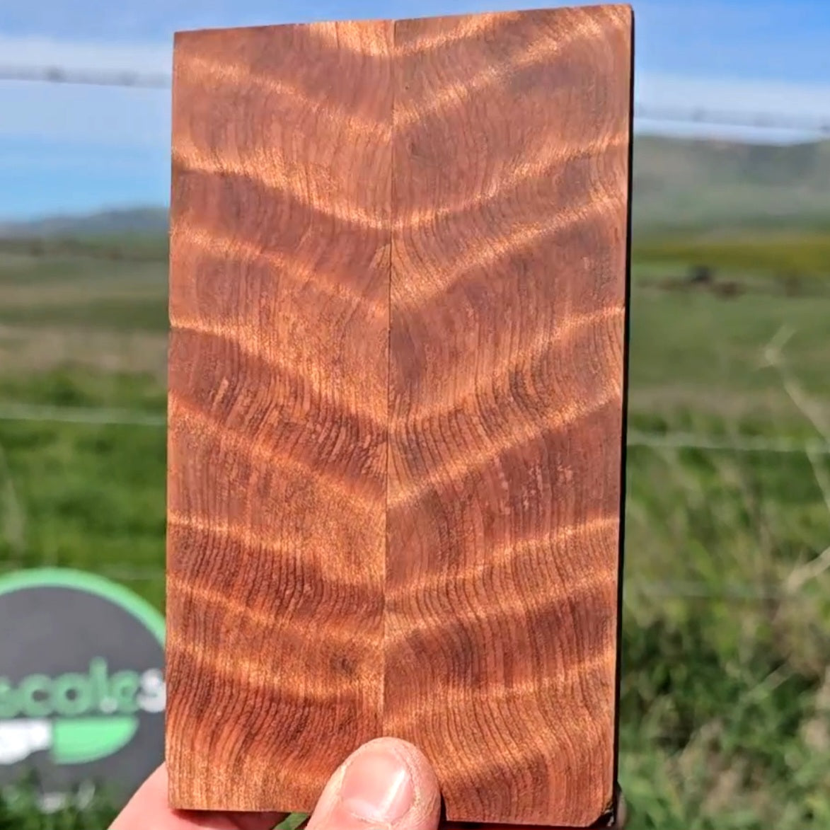 Curly California Redwood scales