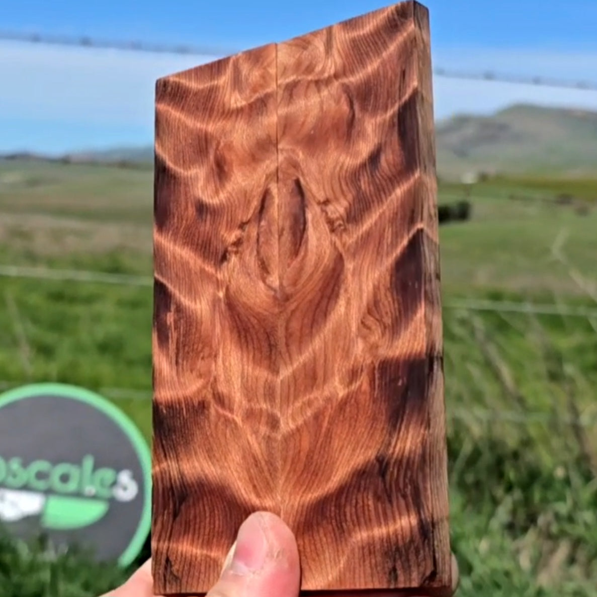 Curly California Redwood scales