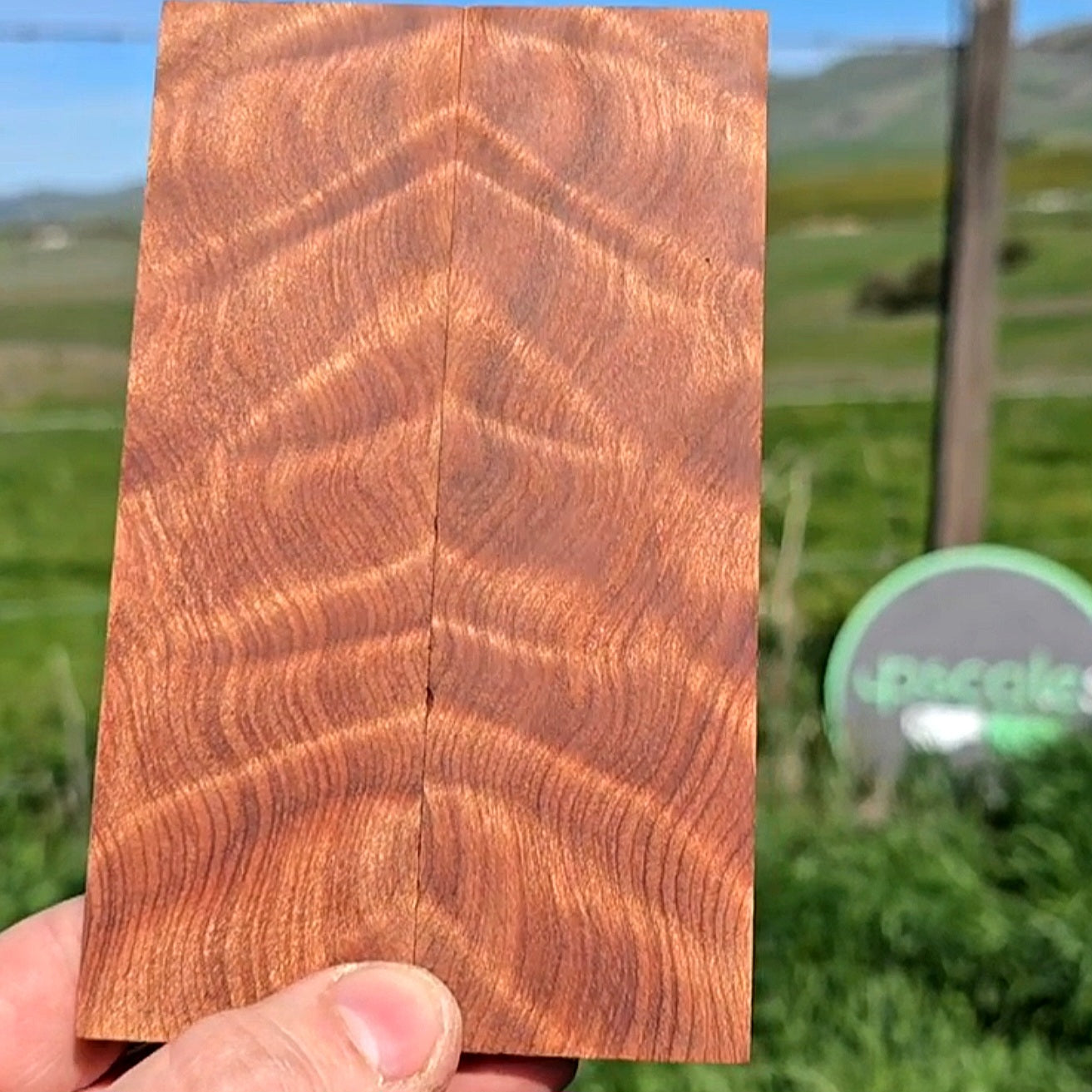 Curly California Redwood scales