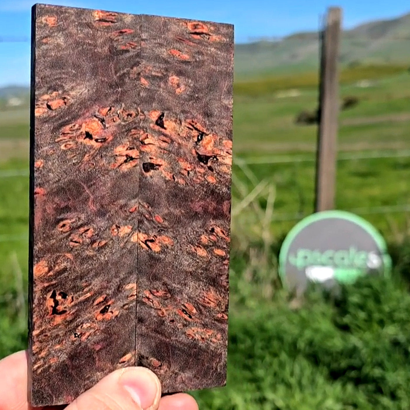 Maple burl scales