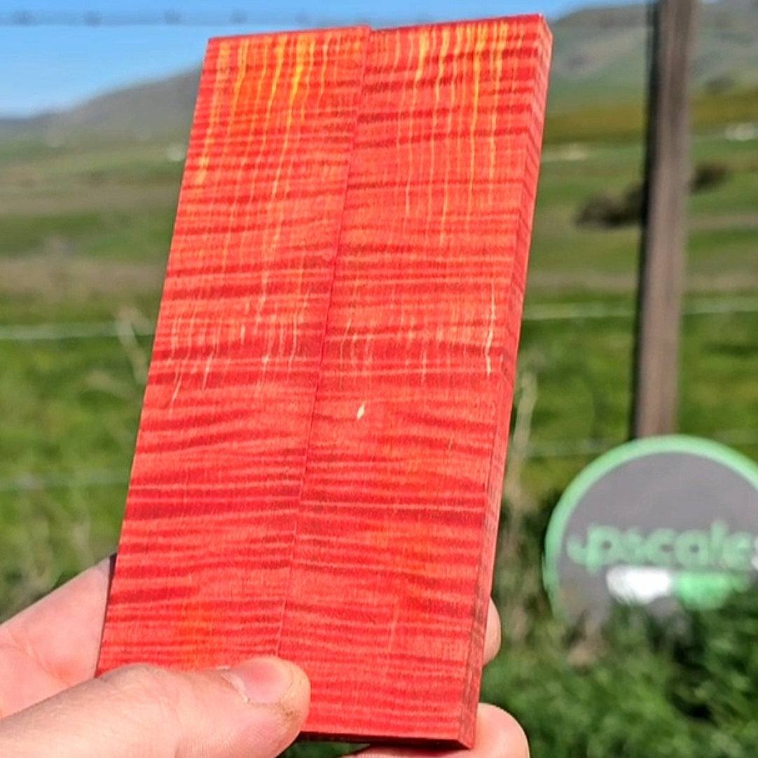 Curly Maple scales
