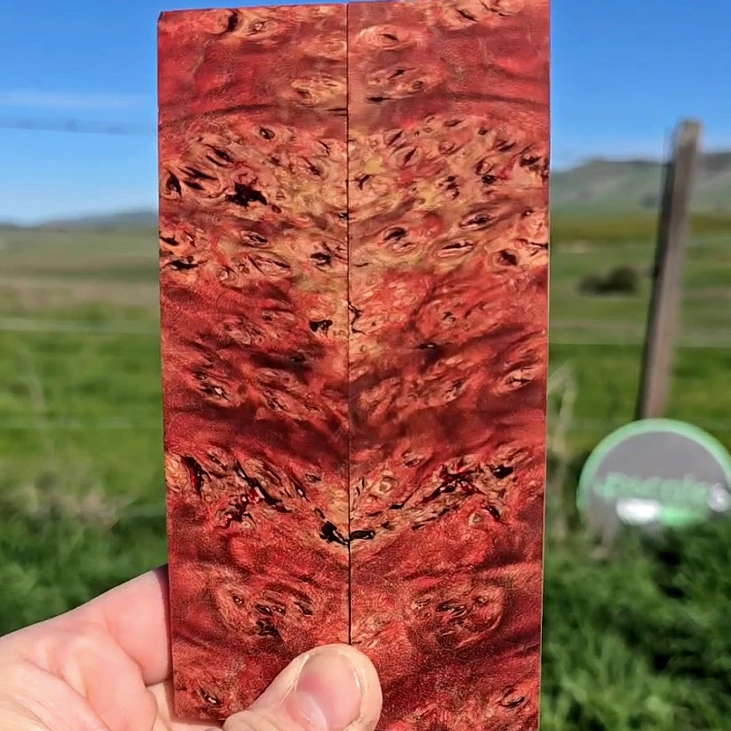Maple burl scales