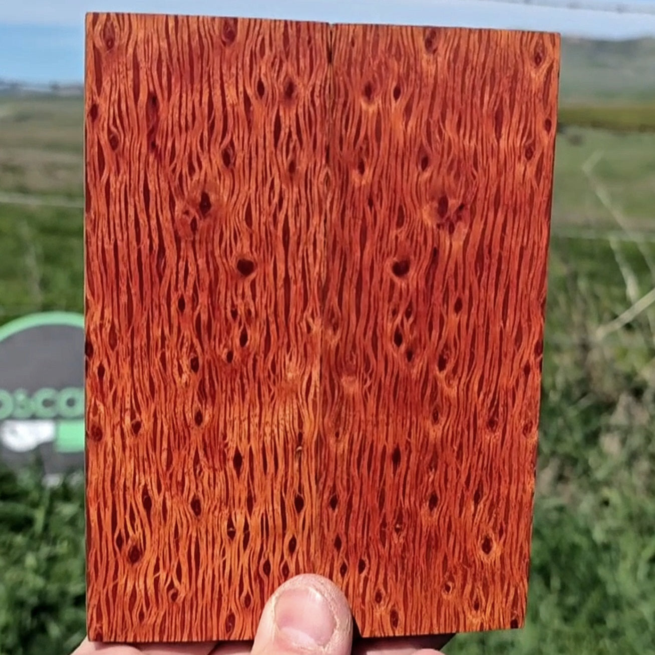 Birdseye Lace Sheoak scales