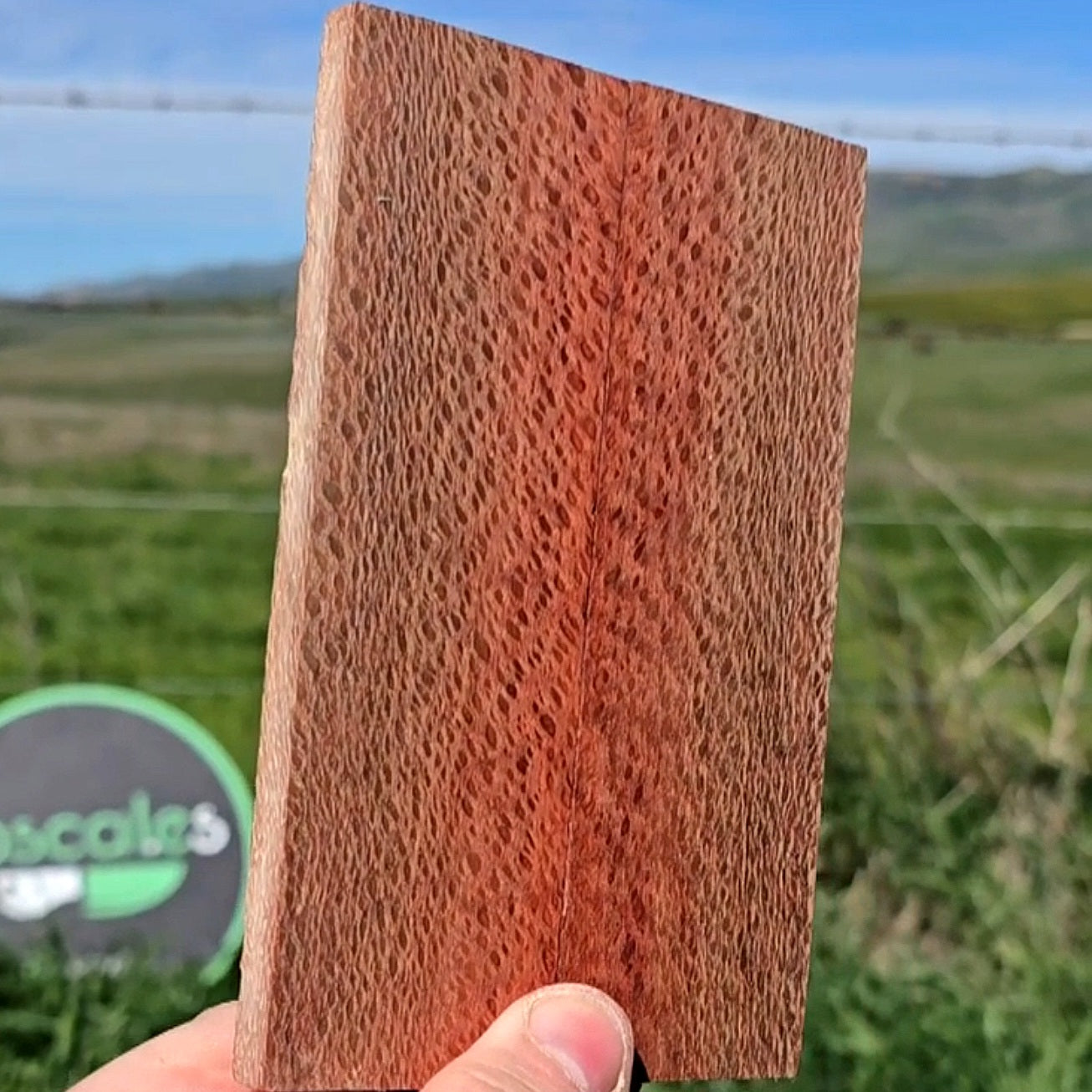 Australian Macadamia scales