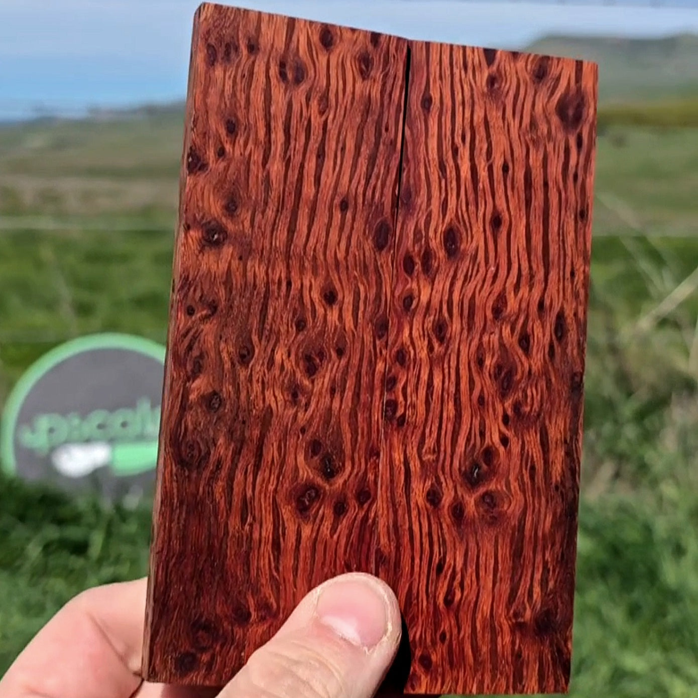 Birdseye Lace Sheoak scales