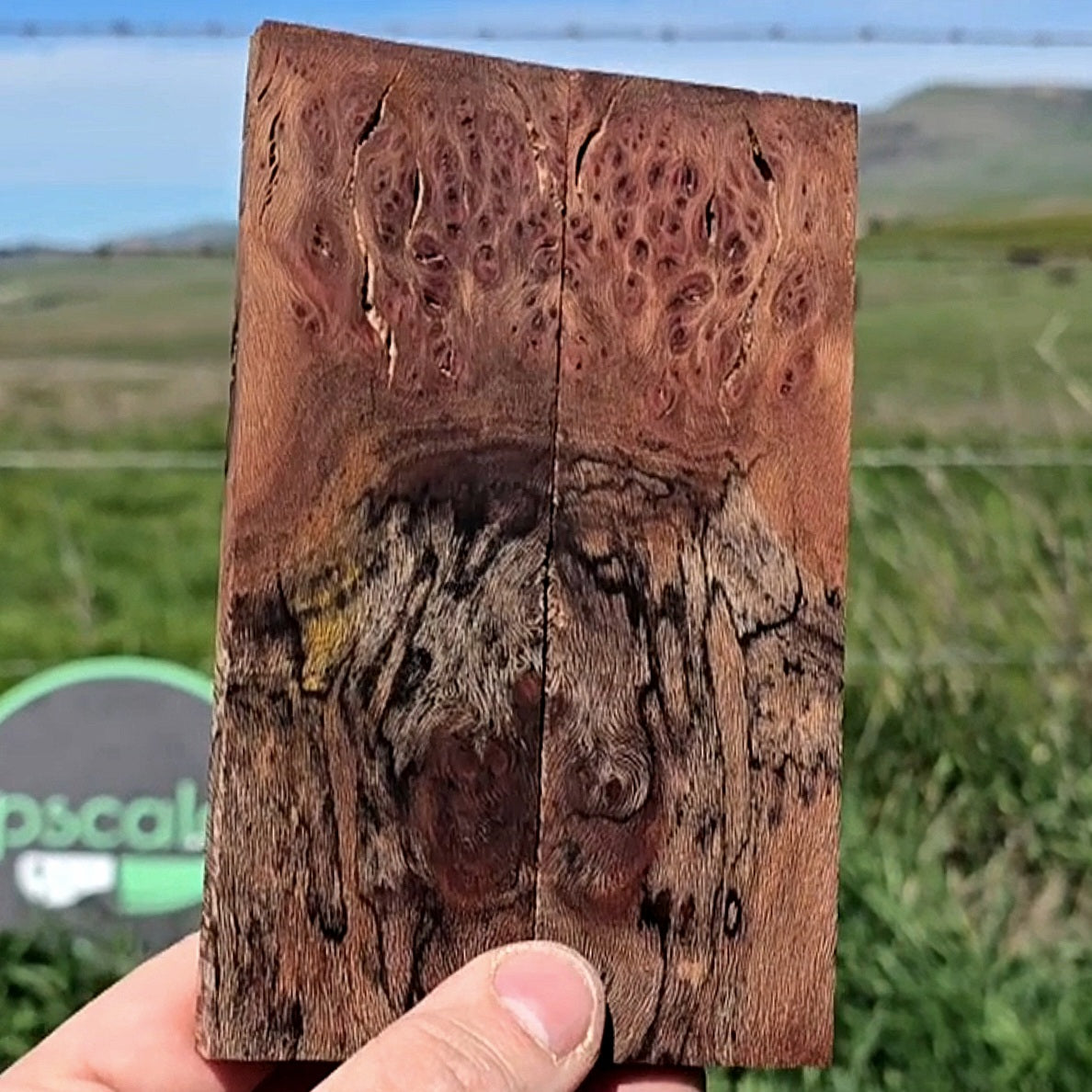 Spalted London Plane burl scales