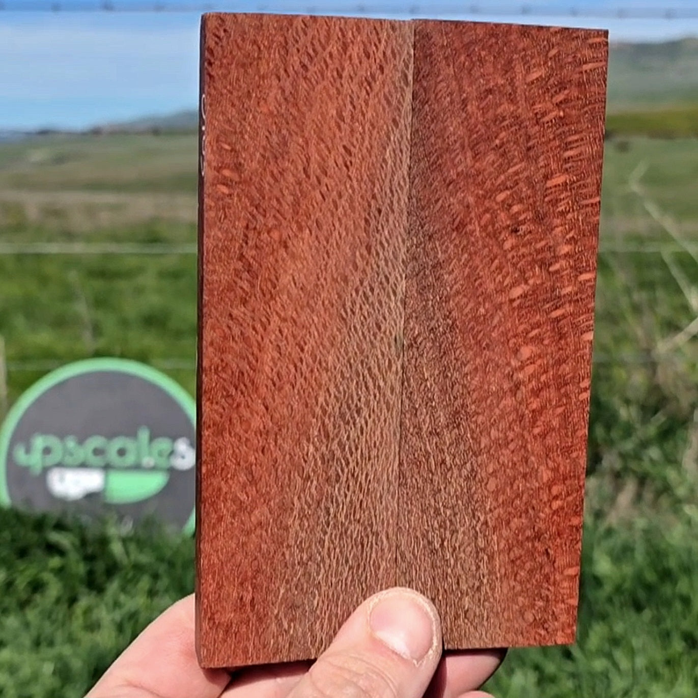 Australian Macadamia scales