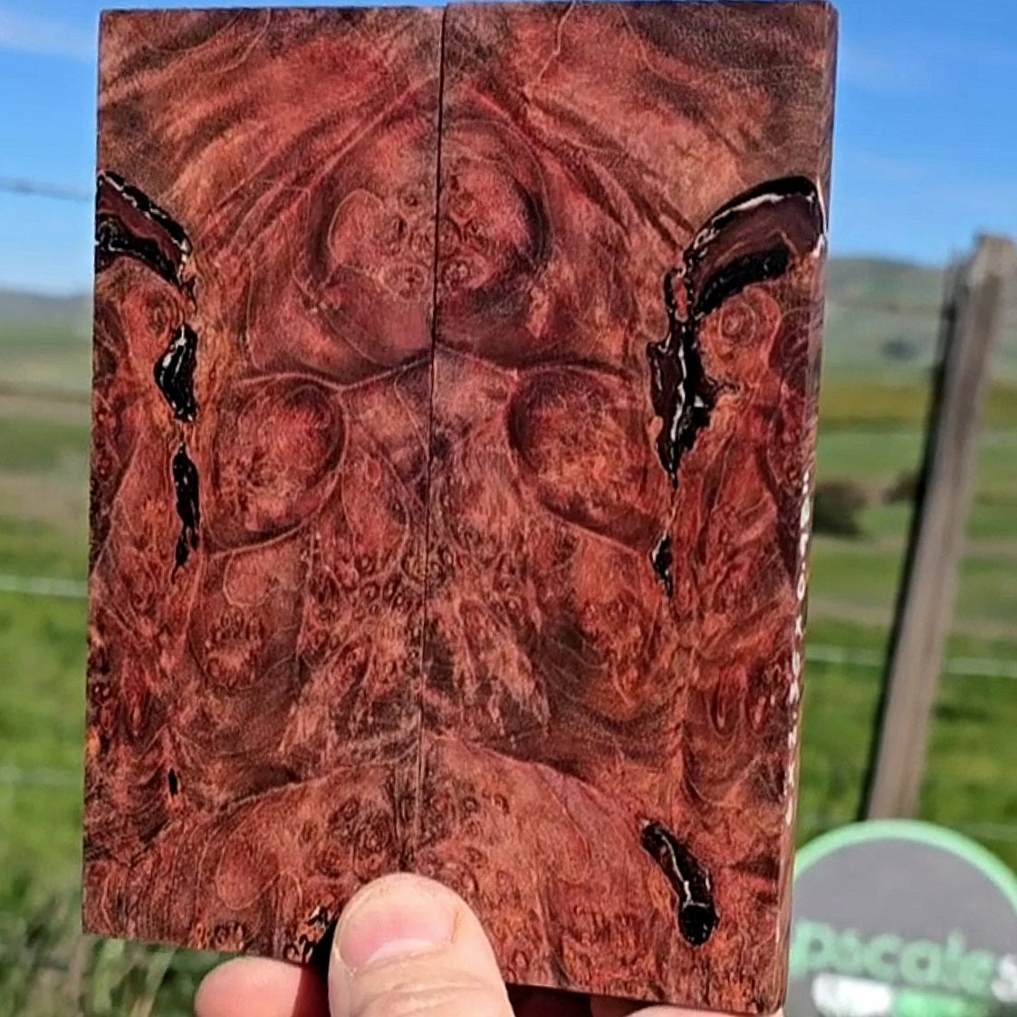 Maple burl scales