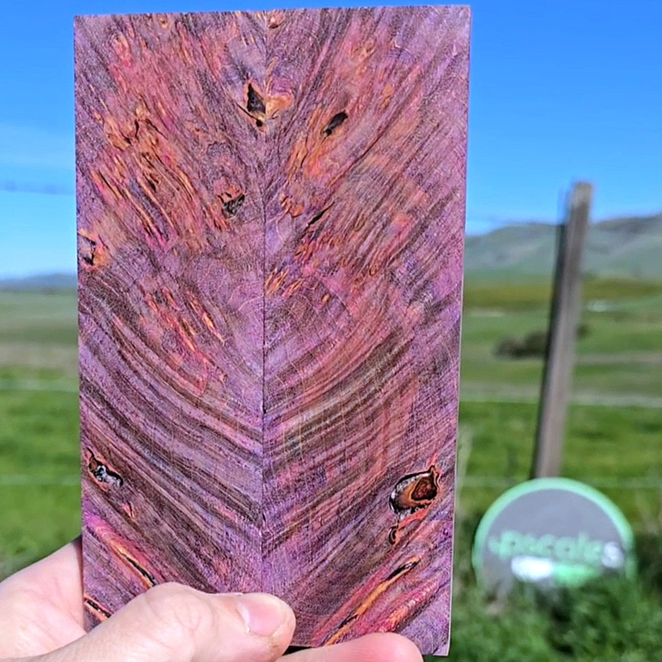 Maple burl scales