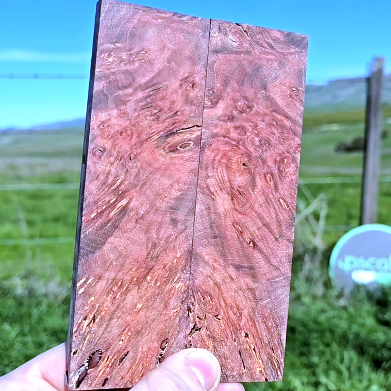 Maple burl scales