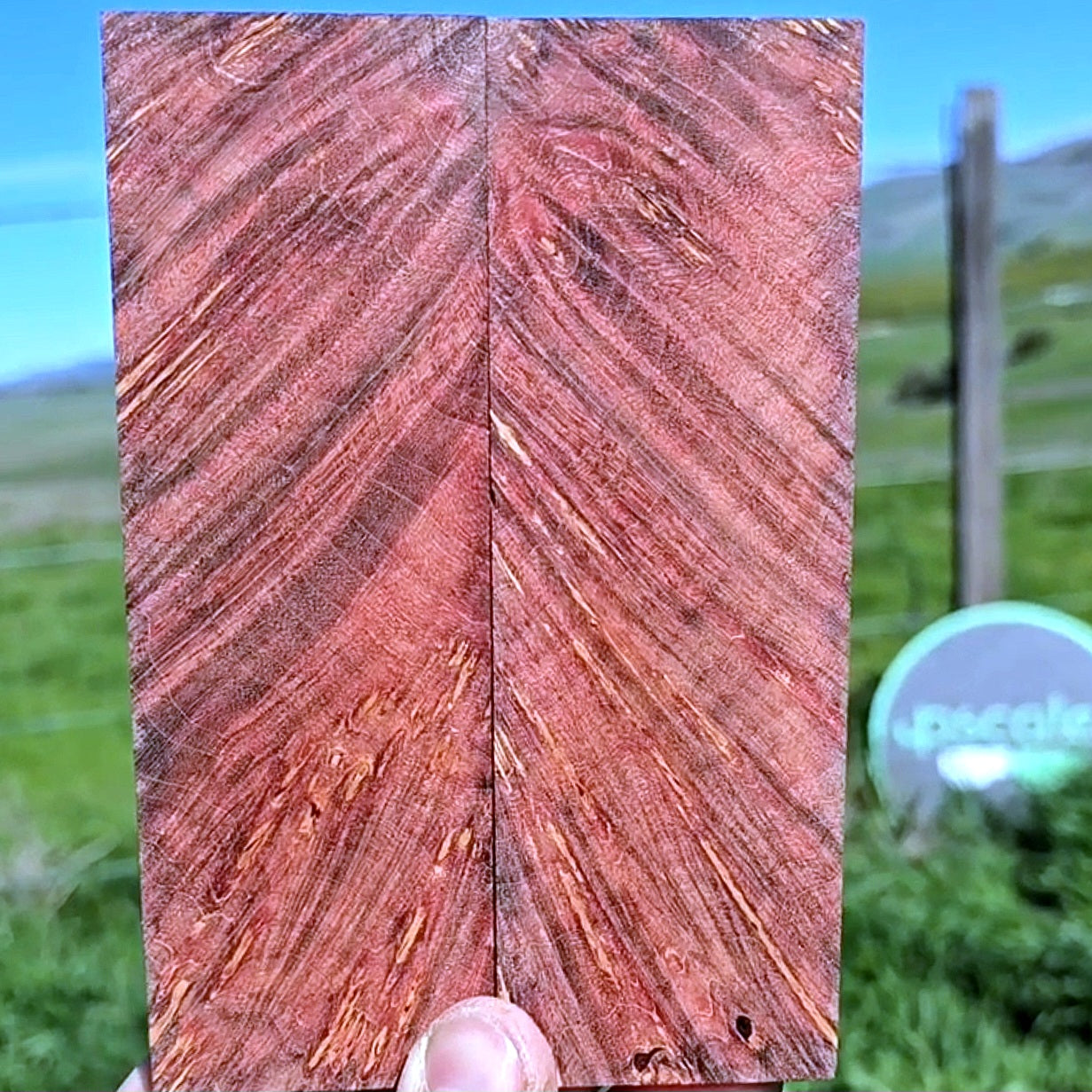 Maple burl scales