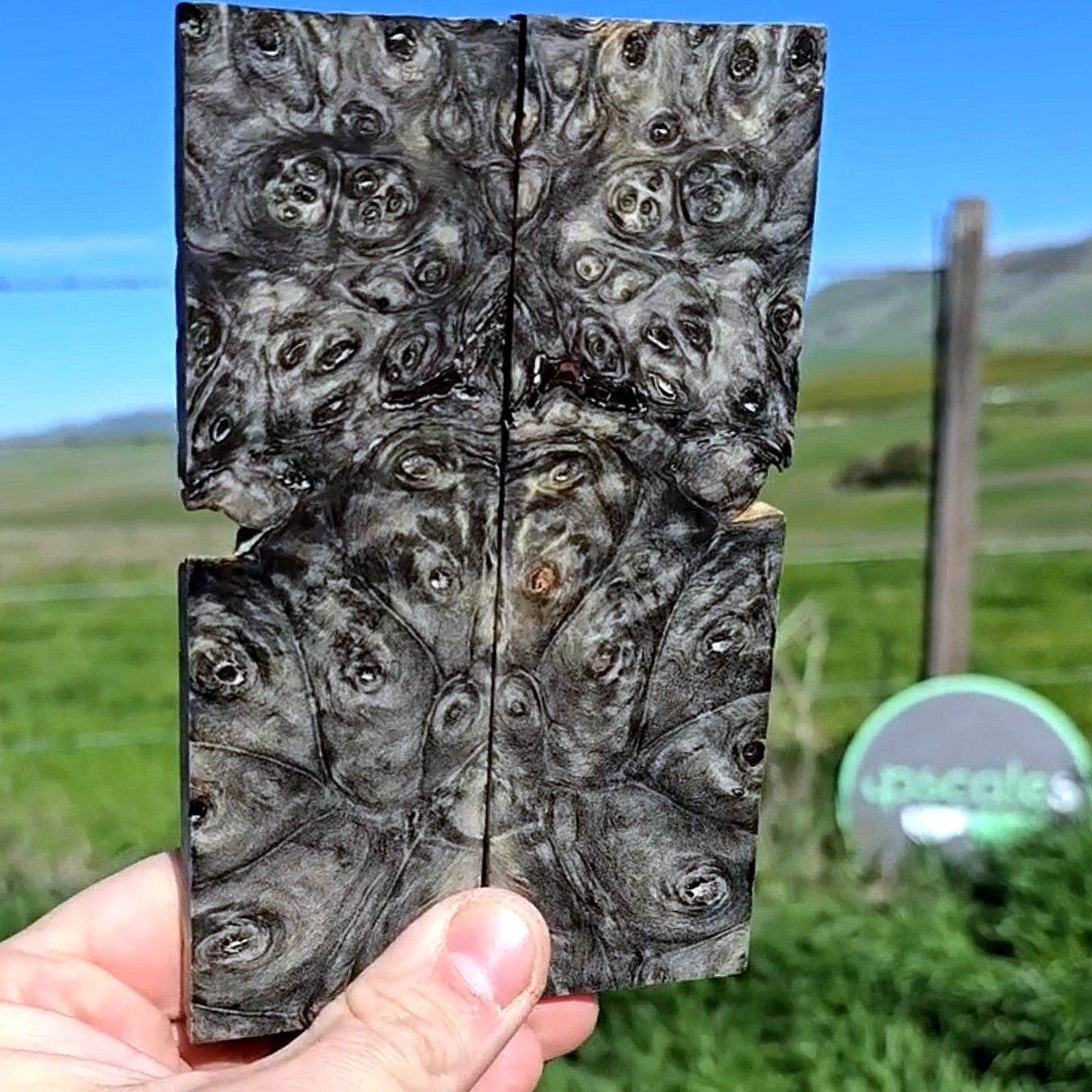 Buckeye burl scales