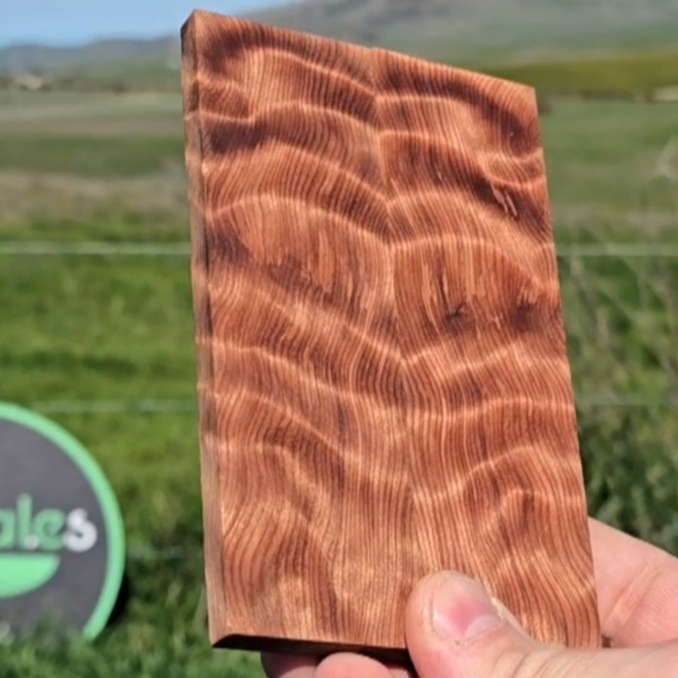 Curly California Redwood scales